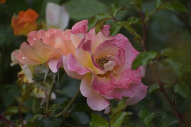 Madam Maitland çiçek yapraklarının üzerine su damlalarıyla yükseldi. Ahenk ve aşkın doğal güzellik sembolü..