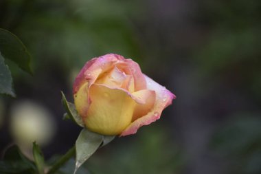 Doğanın çekiciliğini yumuşak gölgeler ve pürüzsüz çizgilerle ortaya çıkardığı bir an. Yaşayan dünyada sıcaklık, uyum ve sükunet hissi yaratıyor.