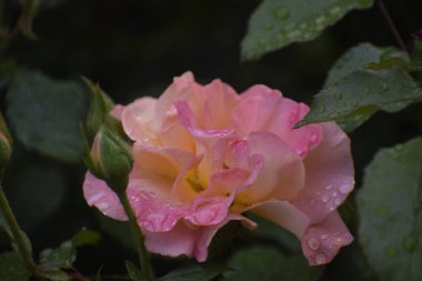 Madam Maitland, doğal tazeliğin ve saf güzelliğin sembolü olan su damlacıklarıyla süslenmiş narin taç yapraklarını yakınlaştırdı.