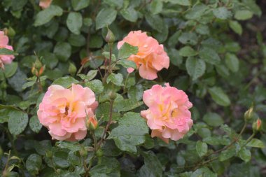 Sanderhauser Jubilaums zarif taç yapraklarının ve peri masalı bahçesinin güzelliğinin sembolü.