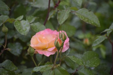 Sanderhauser Jubilaums zarif taç yapraklarının ve peri masalı bahçesinin güzelliğinin sembolü.