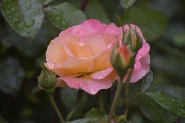 Gül, açılmamış tomurcuklarla kaplı narin pembe ve krema yapraklarını kapatır. Su damlaları doğal tazeliğin ve saf güzelliğin sembolüdür.