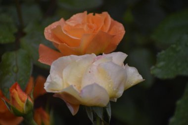Julia Child gül yakın parlak taç yaprakları sık Floribunda neşe ve bahçe güzelliğinin sembolü