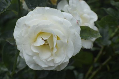 Görüntü beyaz bir kamelya çiçeğini gösteriyor. Yapraklar, doğal ahenk ve zarafetin sembolü olarak narin ve saf görünüyor.