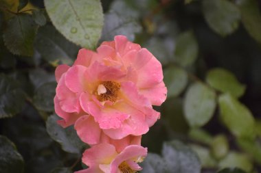 Resim, taç yapraklarında yağmur damlaları olan pembe bir gül gösteriyor. Çiçek, minnettarlığı, mutluluğu, şefkati ve zarafeti sembolize ediyor.