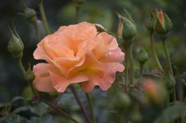 Görüntü, etrafındaki tomurcuklar ve yaprakların üzerindeki yağmur damlalarıyla bir gül çiçeğini gösteriyor. Çiçek, doğanın şefkatini ve ahengini simgeliyor.