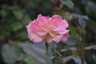 Görüntü, Madam Maitland gülünün, taç yapraklarına damlalar damlatarak tazeliği ve çiçeğin doğal güzelliğini vurguluyor.