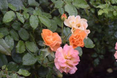 Görüntü, etrafındaki tomurcuklar ve yaprakların üzerindeki yağmur damlalarıyla bir gül çiçeğini gösteriyor. Çiçek, doğanın şefkatini ve ahengini simgeliyor.