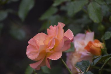 Görüntü, etrafındaki tomurcuklar ve yaprakların üzerindeki yağmur damlalarıyla bir gül çiçeğini gösteriyor. Çiçek, doğanın şefkatini ve ahengini simgeliyor.