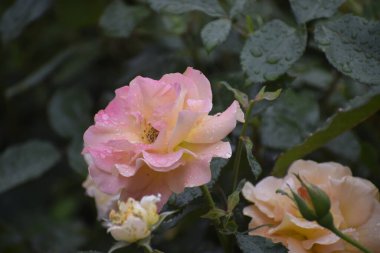 Görüntü, etrafındaki tomurcuklar ve yaprakların üzerindeki yağmur damlalarıyla bir gül çiçeğini gösteriyor. Çiçek, doğanın şefkatini ve ahengini simgeliyor.