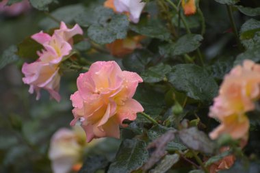 Görüntü, Gloria Day olarak da bilinen bir gül çeşidini gösteriyor. Taç yaprakları doğal güzelliği ve zarafeti sembolize ediyor.