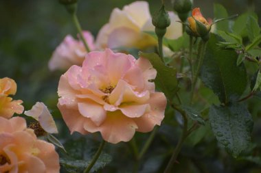Görüntü, etrafındaki tomurcuklar ve yaprakların üzerindeki yağmur damlalarıyla bir gül çiçeğini gösteriyor. Çiçek, doğanın şefkatini ve ahengini simgeliyor.