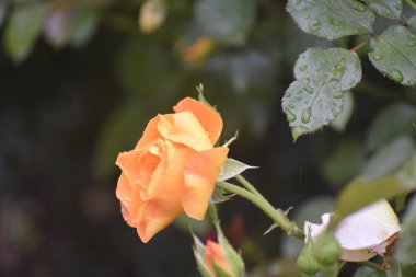 Görüntü, parlak yapraklı ve neşe ve güneş enerjisini sembolize eden bir çiçek olan Jacieme olarak da bilinen sarı gül türündeki bir güneş patlamasını gösteriyor.