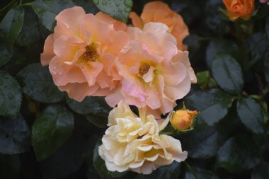 Görüntü, güneş enerjisini, neşeyi ve doğal güzelliği sembolize eden, taç yapraklarına su damlaları damlatan bir güneş gülünü gösteriyor.