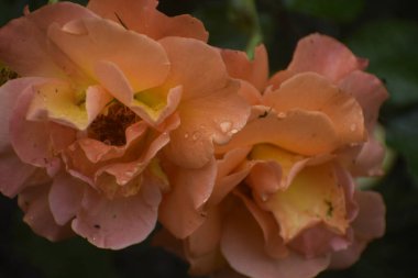 Görüntü hibrit bir çay çeşidi olan Louis de Funes 'u gösteriyor. Taç yaprakları suyla kaplı. Çiçek zarafeti, güzelliği ve şefkati simgeliyor.