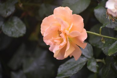 Görüntü, etrafındaki tomurcuklar ve yaprakların üzerindeki yağmur damlalarıyla bir gül çiçeğini gösteriyor. Çiçek, doğanın şefkatini ve ahengini simgeliyor.