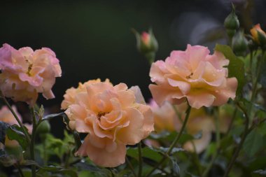 Görüntü, etrafındaki tomurcuklar ve yaprakların üzerindeki yağmur damlalarıyla bir gül çiçeğini gösteriyor. Çiçek, doğanın şefkatini ve ahengini simgeliyor.