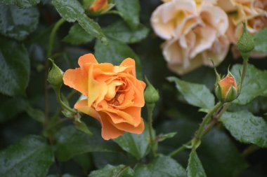 Resim, taç yapraklarına su damlası damlatan bir Goldelse gülü ve yaprakları şefkat, güzellik ve doğal uyumu simgeliyor.