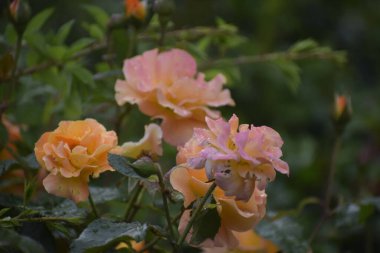 Resim, taç yapraklarına su damlası damlatan bir Goldelse gülü ve yaprakları şefkat, güzellik ve doğal uyumu simgeliyor.