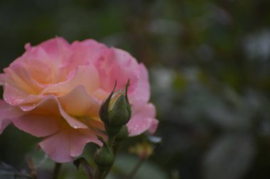 Görüntü, açılmamış tomurcuklar ve yaprakların üzerindeki yağmur damlaları ile bir gülün güzelliğini gösteriyor. Çiçek, doğanın şefkatini, güzelliğini ve uyumunu simgeliyor.