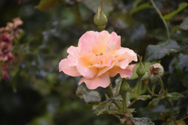 Görüntü, açılmamış tomurcuklar ve yaprakların üzerindeki yağmur damlaları ile bir gülün güzelliğini gösteriyor. Çiçek, doğanın şefkatini, güzelliğini ve uyumunu simgeliyor.