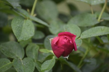 Bir gül tomurcuğunun açılışı, yaprakların üzerindeki su damlalarıyla başlar ve doğal bir arkaplanda açılmamış daha küçük tomurcuklar bırakır.