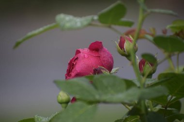 Bir gül tomurcuğunun açılışı, yaprakların üzerindeki su damlalarıyla başlar ve doğal bir arkaplanda açılmamış daha küçük tomurcuklar bırakır.