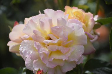 Görüntü Gloria Day 'i gösteriyor. Ayrıca Madam Meilland olarak da adlandırılıyor. Yağmurdan sonra tatlı su damlaları ve yaprakları var..