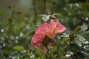 Sarı ve pembe tonlarda taç yapraklarının üzerine su damlatan narin bir gül yağmurdan sonra bulanık bir zemin üzerinde.