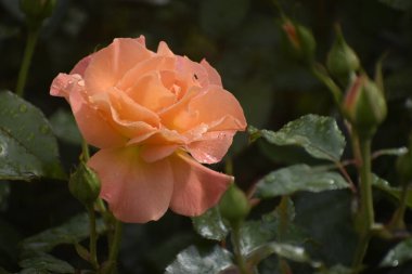 Yumuşak renklerde ve yaprakların üzerine taze damlacıklar serpiştirilmiş yağmurdan sonra bulanık bir doğal arkaplan..