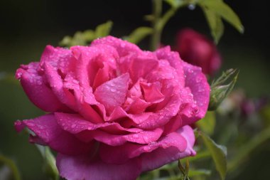 Yumuşak pembe bir renk ve taze su damlacıklarıyla, bulanık doğal bir arka planda, yumuşak bir çiçeğe yakın dur..