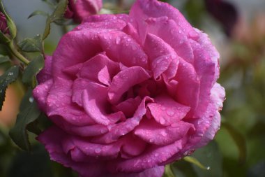 Yumuşak pembe bir renk ve taze su damlacıklarıyla, bulanık doğal bir arka planda, yumuşak bir çiçeğe yakın dur..