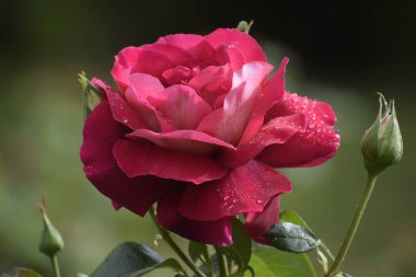 Taze su damlacıkları ve taç yaprakları ile tamamen çiçek açmış bir gülü kapalı, yanlarda açılmamış tomurcuklar ile bulanık yeşil bir arka plan.