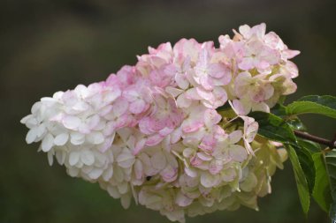 Narin Hydrangea panikleyerek doğanın güzelliğini vurgulayan dekoratif ve bahçe düzenlemeleri için büyük çiçek paniklemeleriyle