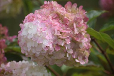 Narin Hydrangea panikleyerek doğanın güzelliğini vurgulayan dekoratif ve bahçe düzenlemeleri için büyük çiçek paniklemeleriyle