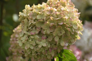 Narin Hydrangea panikleyerek doğanın güzelliğini vurgulayan dekoratif ve bahçe düzenlemeleri için büyük çiçek paniklemeleriyle