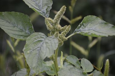Yaprakları ve çiçekleri olan bir bitkiyi bulanık arka plan şekil ve dokusuna yakın tut