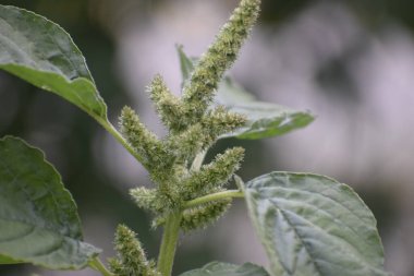 Yaprakları ve çiçekleri olan bir bitkiyi bulanık arka plan şekil ve dokusuna yakın tut