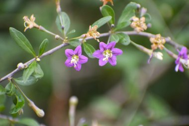 Çiçek açan bir dalı bitkinin bulanık yeşil arkaplan şeklini ve dokusunu vurguluyor.