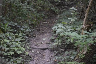 Yoğun yeşil bitki örtüsünün ortasında ağaç kökleri olan toprak bir patikanın kapatılması doğal bir derinlik hissi yaratıyor.