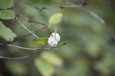 Böğürtlen dallarını, bulanık bir arka plan ile kapatın. Şekil, doku ve doğal tazeliği vurgulayın.