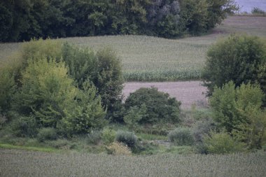 Ağaçlar ve çalılarla çevrili bir mısır tarlasının panoramik görüntüsü doğal bir zıtlık ve sakin bir kırsal atmosfer yaratıyor.