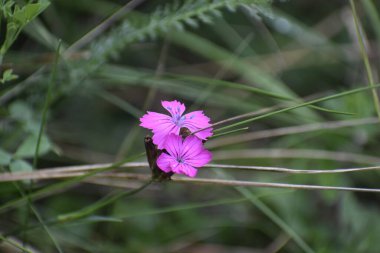 Yeşillikler arasında narin bir çiçeğin olduğu manzara hafiflik ve doğal uyum hissi yaratır.