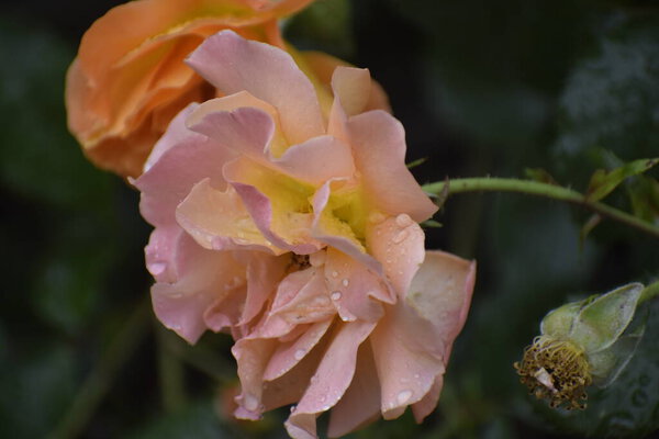 Julia Child rose close up bright petals dense Floribunda blooms symbol of cheerfulness and garden beauty