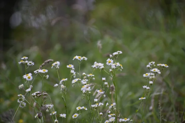 Bulanık yeşil arka planda narin çiçekli manzara bir hafiflik ve sakinlik hissi yaratıyor.