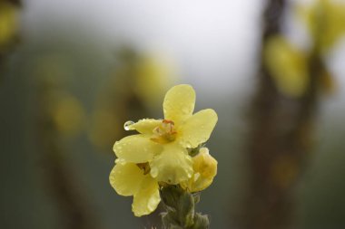 Yumuşak bir sabah ışığı, narin bitki şekillerini kucaklayarak her bir ışık demetinin yapraklar ve yapraklar üzerinde dans ettiği bir barış ve uyum atmosferi yaratır.