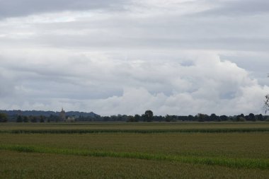 Ön planda, ufukta bulutlu bir gökyüzünün altında ağaçların oluşturduğu yeşil mısır tarlası doğal sakin bir atmosfer yaratıyor.