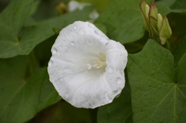 Yakından bakınca, güneşe bakan ve taç yapraklarında su damlacıkları olan bir sabah çiçeği taze ve doğal bir atmosfer yaratıyor.