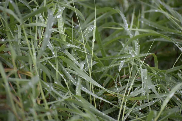 Görüntü, Hindistan sardunyası olarak da bilinen palmarosa otlarını gösteriyor. Çiğ damlacıklarını yakın plan bulanıklaştırıyor.