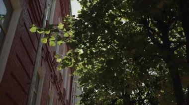 Parlak güneş ışınları yazın kırmızı tuğla cephesinin yanındaki ağaç yapraklarının arasından geçer. 4k 